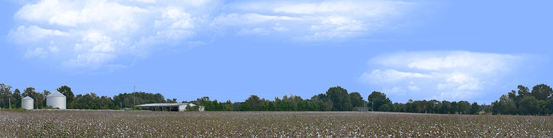 Cotton Fields Tennessee with Buildings left