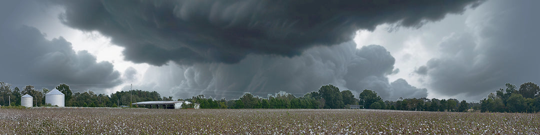 Cotton Fields Tennessee with Buildings left