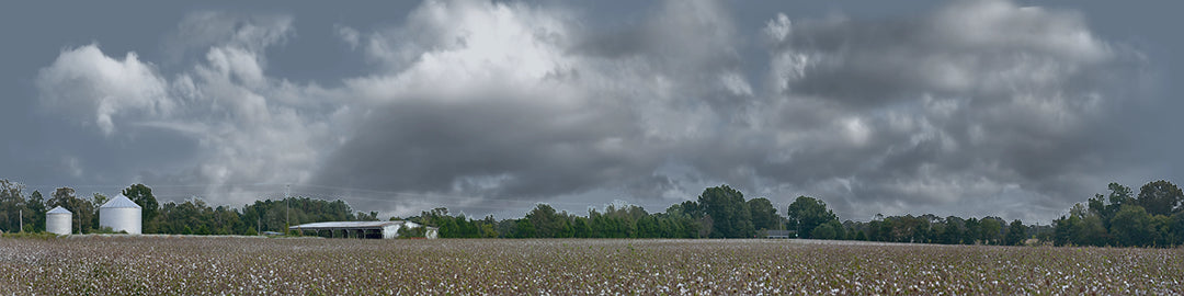 Cotton Fields Tennessee with Buildings left