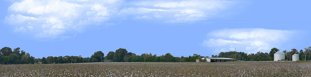 Cotton Fields Tennessee with Buildings right