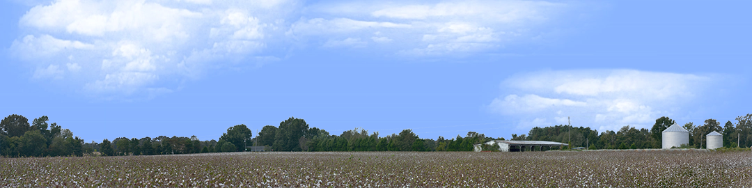 Cotton Fields Tennessee with Buildings right