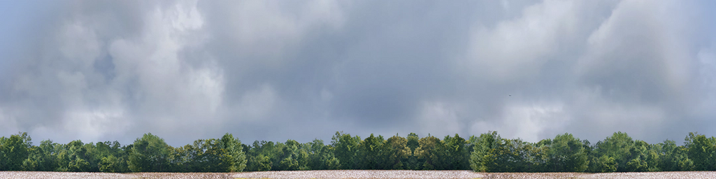 Cotton Fields with Treeline center repeatable