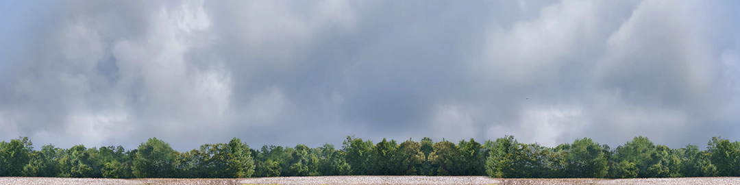 Cotton Fields with Treeline center repeatable
