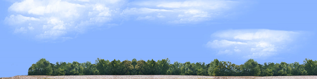 Cotton Fields with Treeline left