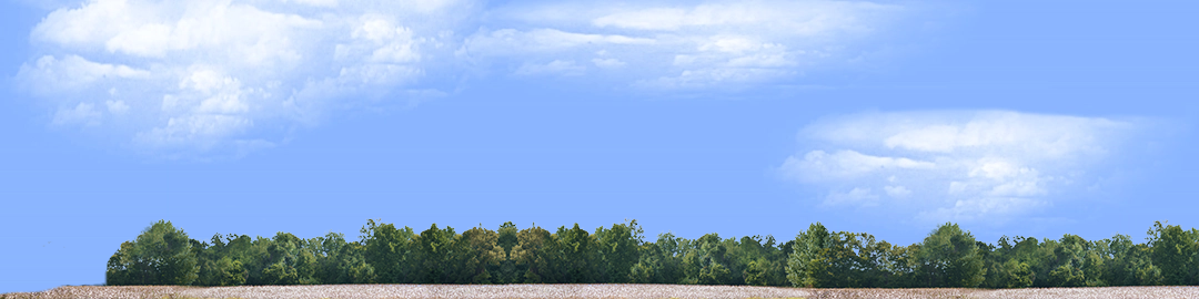 Cotton Fields with Treeline left