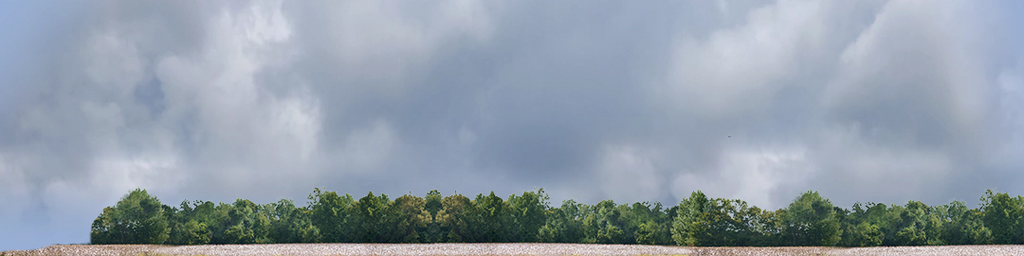 Cotton Fields with Treeline left