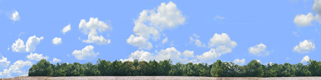 Cotton Fields with Treeline left