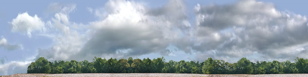 Cotton Fields with Treeline left