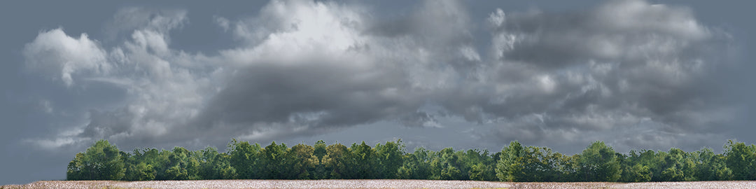 Cotton Fields with Treeline left