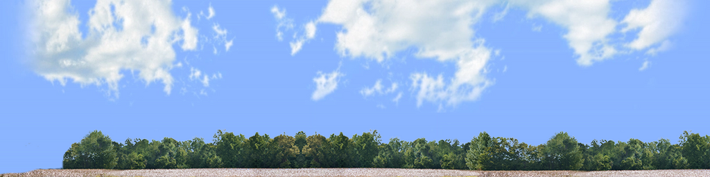 Cotton Fields with Treeline left