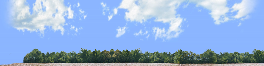 Cotton Fields with Treeline left
