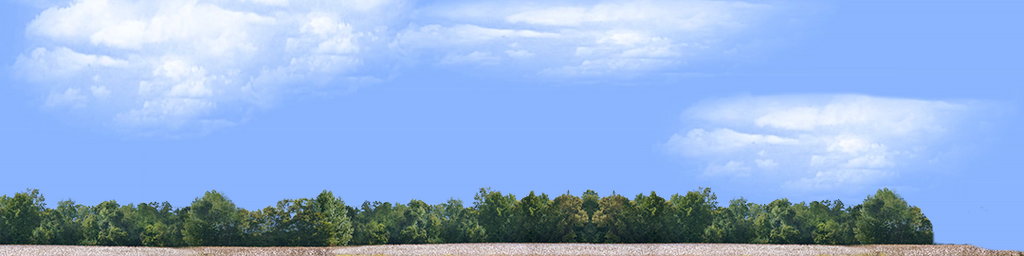 Cotton Fields with Treeline right