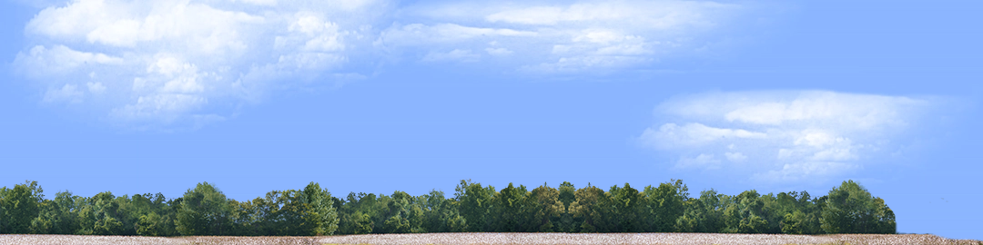 Cotton Fields with Treeline right