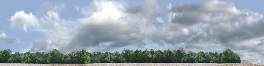 Cotton Fields with Treeline right