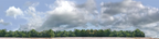 Cotton Fields with Treeline right