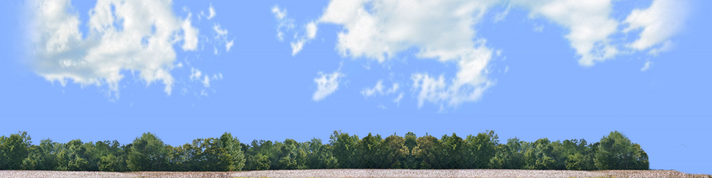 Cotton Fields with Treeline right
