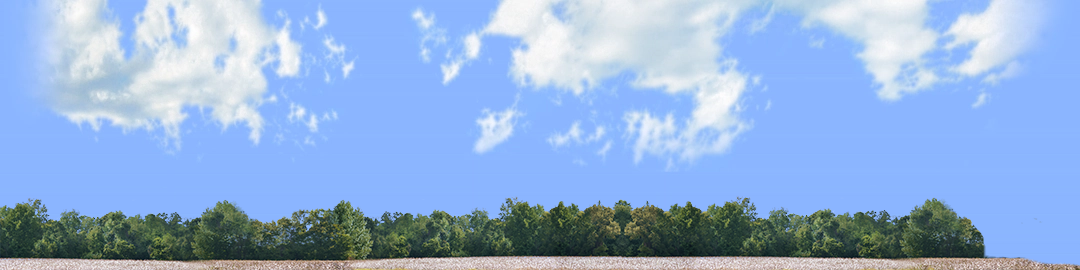 Cotton Fields with Treeline right
