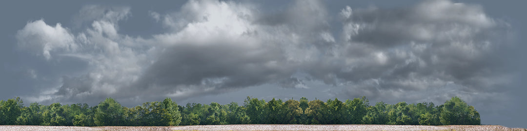 Cotton Fields with Treeline right