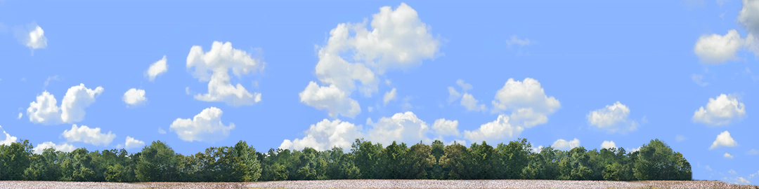 Cotton Fields with Treeline right