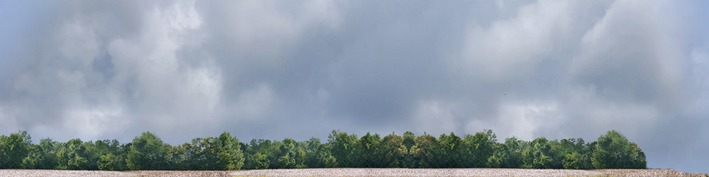 Cotton Fields with Treeline right