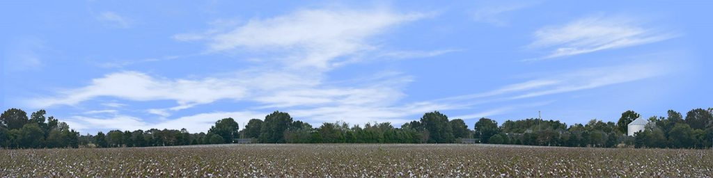 Cotton Fields Tennessee with Buildings center repeatable