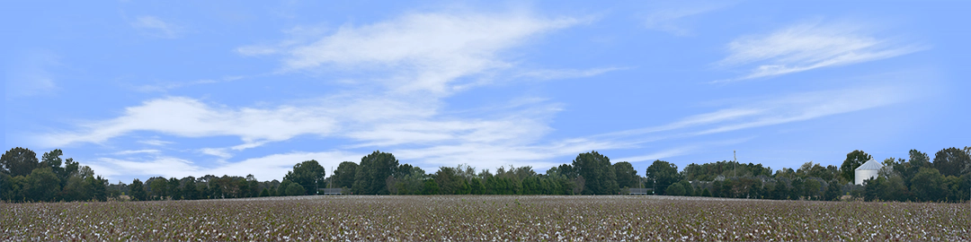 Cotton Fields Tennessee with Buildings center repeatable