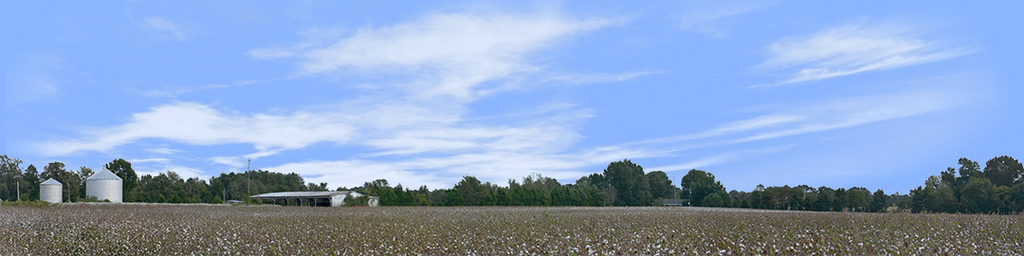 Cotton Fields Tennessee with Buildings left