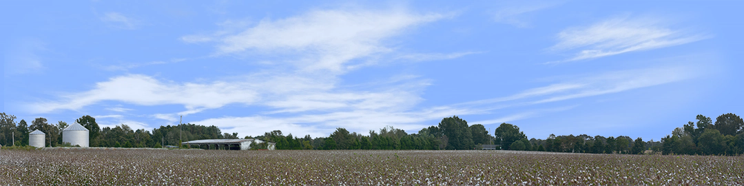 Cotton Fields Tennessee with Buildings left