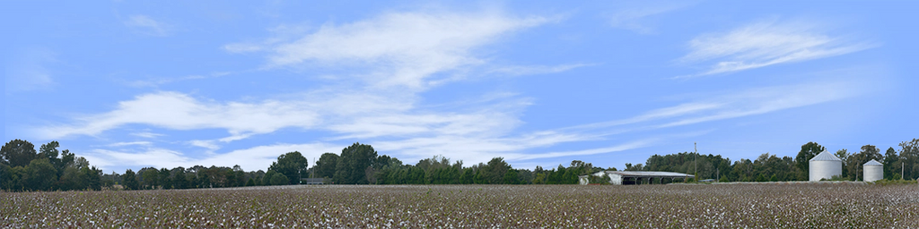 Cotton Fields Tennessee with Buildings right