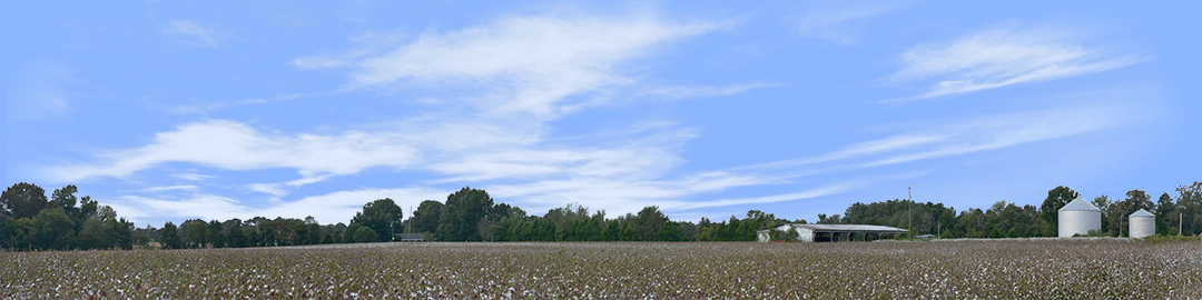 Cotton Fields Tennessee with Buildings right