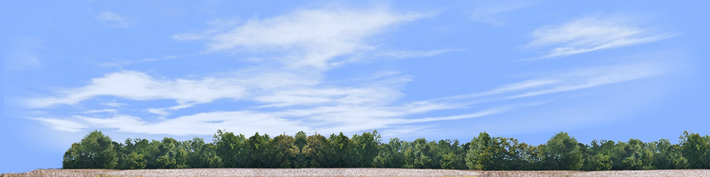 Cotton Fields with Treeline left