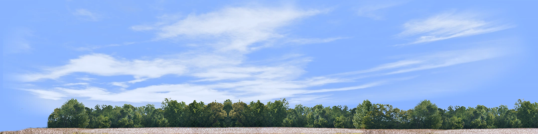 Cotton Fields with Treeline left