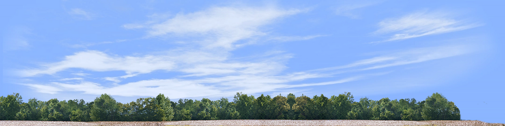 Cotton Fields with Treeline right