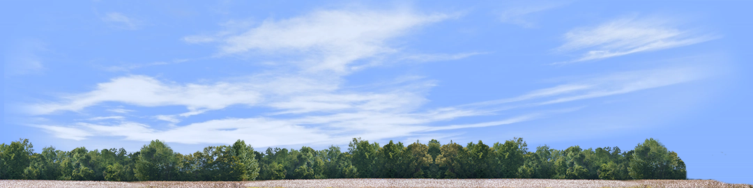 Cotton Fields with Treeline right