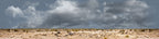 Desert Floor Nevada Repeatable
