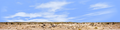 Desert Floor Nevada Repeatable