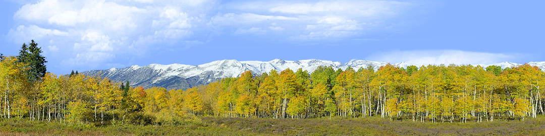 Fall Aspens Kebler Colorado left