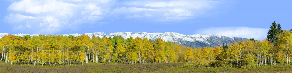 Fall Aspens Kebler Colorado right