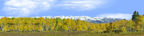 Fall Aspens Kebler Colorado right