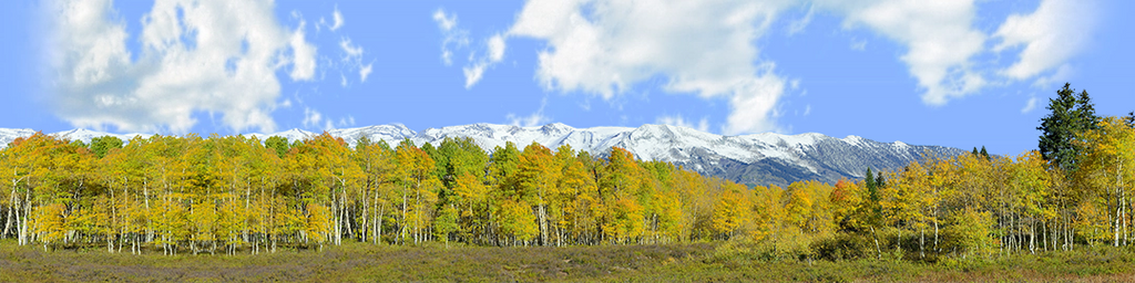 Fall Aspens Kebler Colorado right