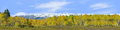 Fall Aspens Kebler Colorado left