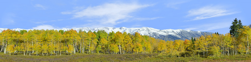 Fall Aspens Kebler Colorado right