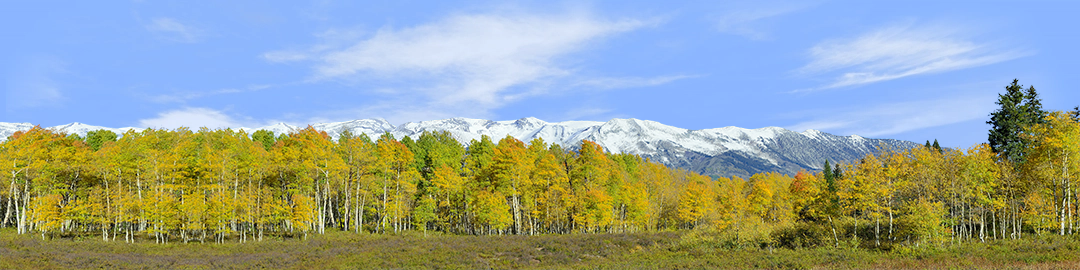 Fall Aspens Kebler Colorado right