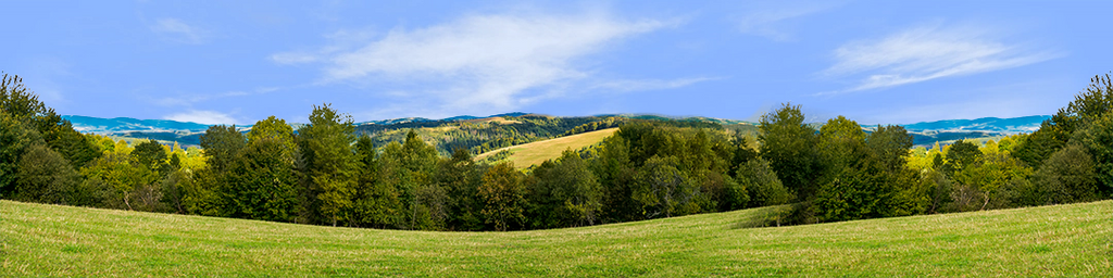 Forest Row Of Trees On The Grassy Hills center repeatable