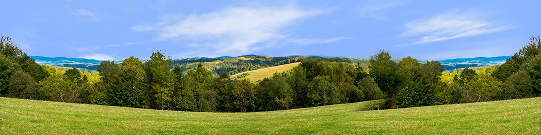 Forest Row Of Trees On The Grassy Hills center repeatable