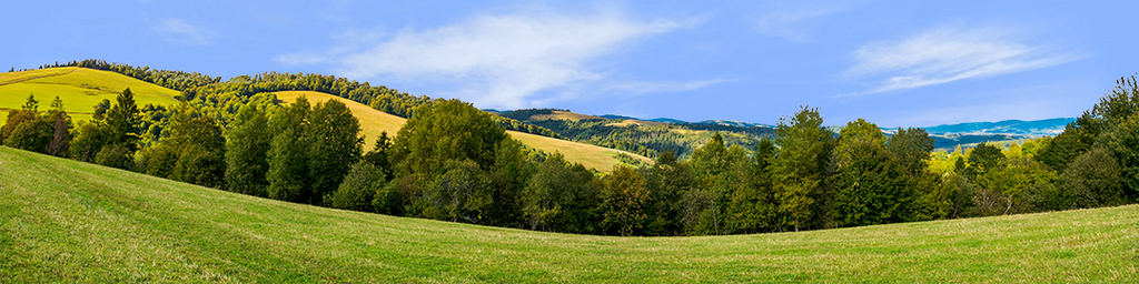 Forest Row Of Trees On The Grassy Hills left
