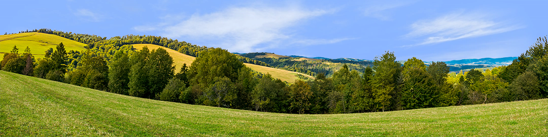 Forest Row Of Trees On The Grassy Hills left
