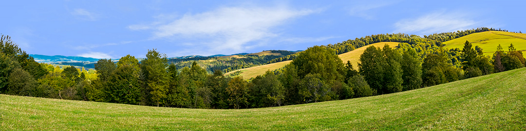 Forest Row Of Trees On The Grassy Hills center repeatable