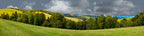 Forest Row Of Trees On The Grassy Hills left
