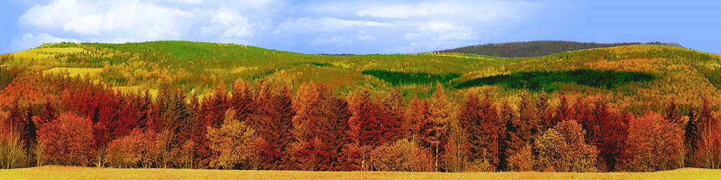 Forested Mountain in Autumn right continuous